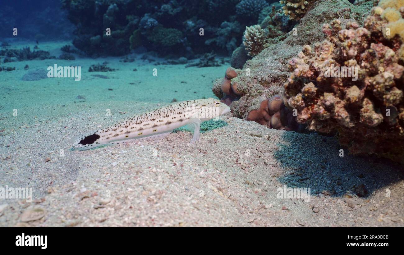 Sandperch on sandy bottom. Speckled Sandperch or Blacktail grubfish (Parapercis hexophtalma) lies on hilly sands seabed on the depth, Red sea, Egypt Stock Photo