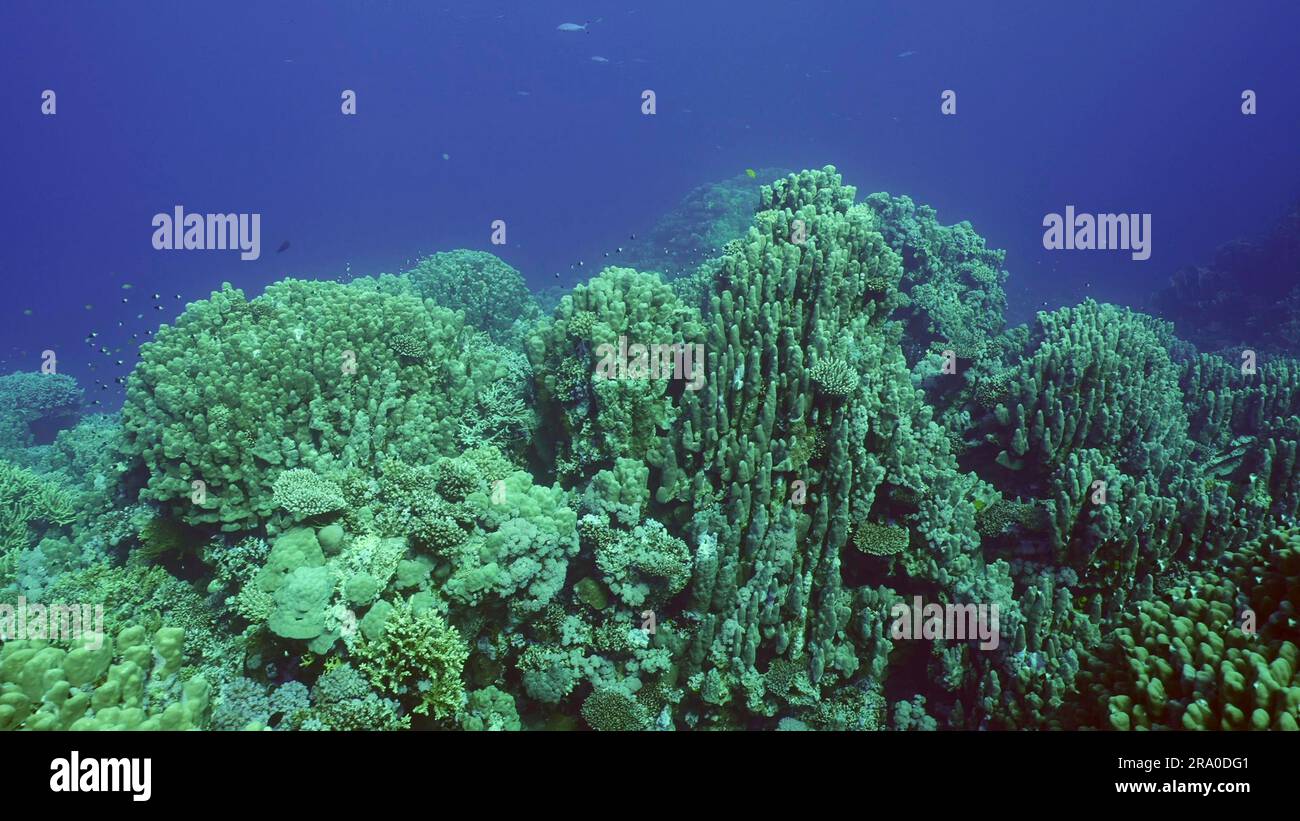 Hard corals colony Porites, tropical fish swim above top of coral reef in sun rays, Red sea, Safaga, Egypt Stock Photo