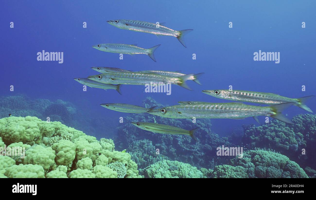 Group of Yellow-tail Barracuda (Sphyraena flavicauda) swims in the deep over coral garden in blue water, Red sea, Safaga, Egypt Stock Photo