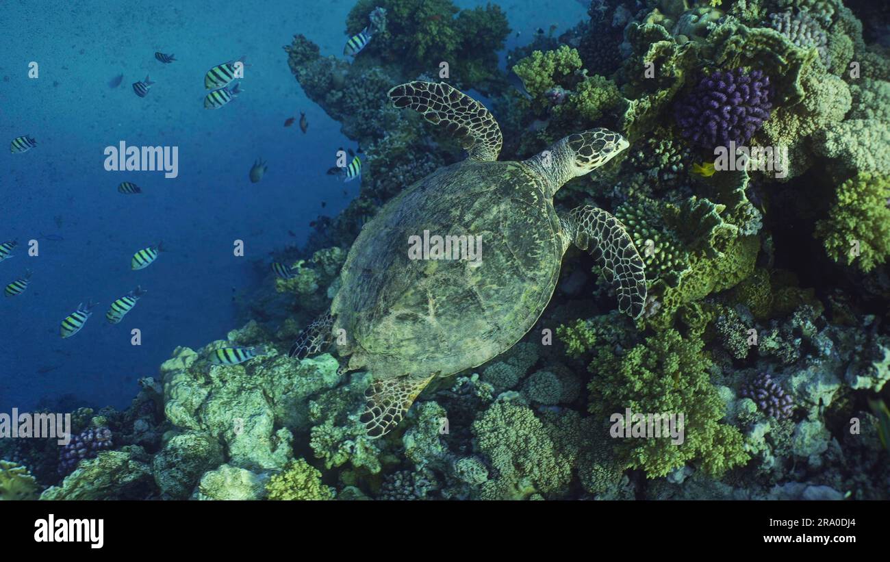 Top view of Hawksbill Sea Turtle (Eretmochelys imbricata) or Bissa ...
