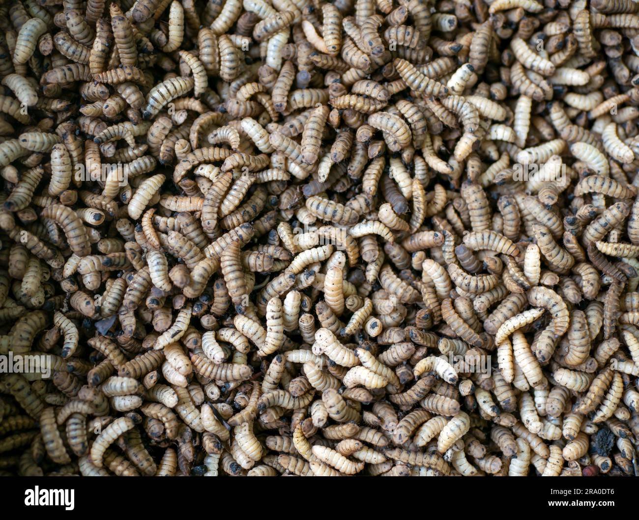 Close up of Black soldier fly (BSF) larvae or maggot, Hermetia Illucens  insect farms for fish and poultry feed Stock Photo