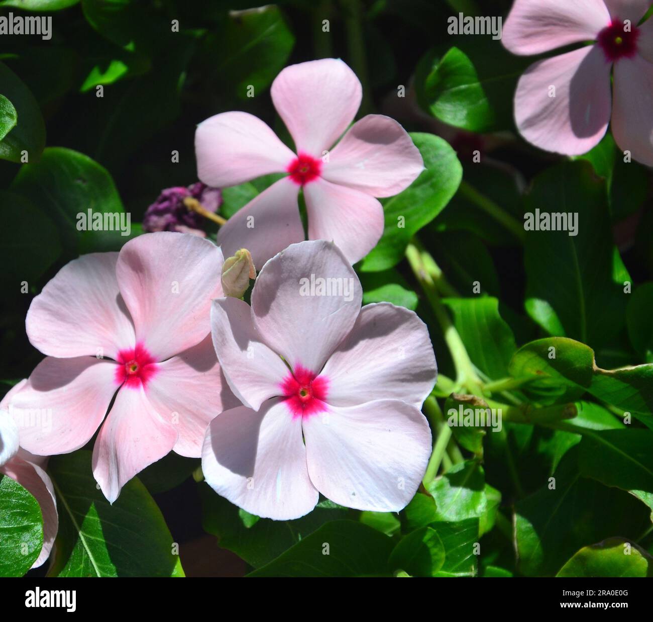 Madagascar Periwinkle flower in Thailand, Catharanthus roseus,  bright eyes, Cape periwinkle, graveyard plant, old maid, pink periwinkle. Stock Photo