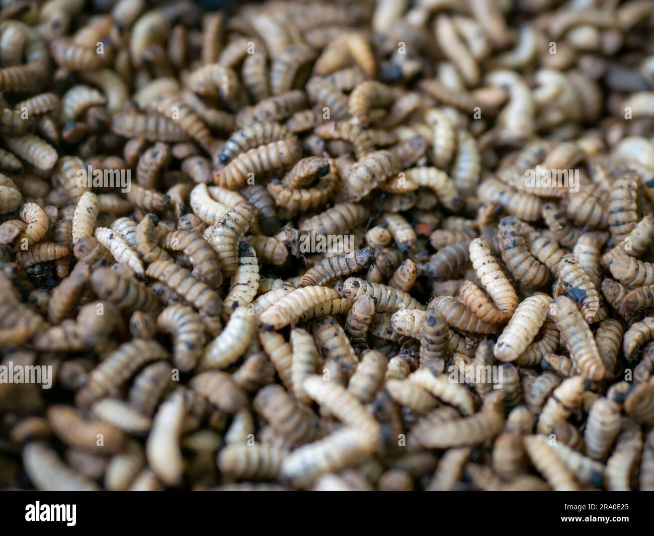 Close up of Black soldier fly (BSF) larvae or maggot, Hermetia Illucens  insect farms for fish and poultry feed Stock Photo