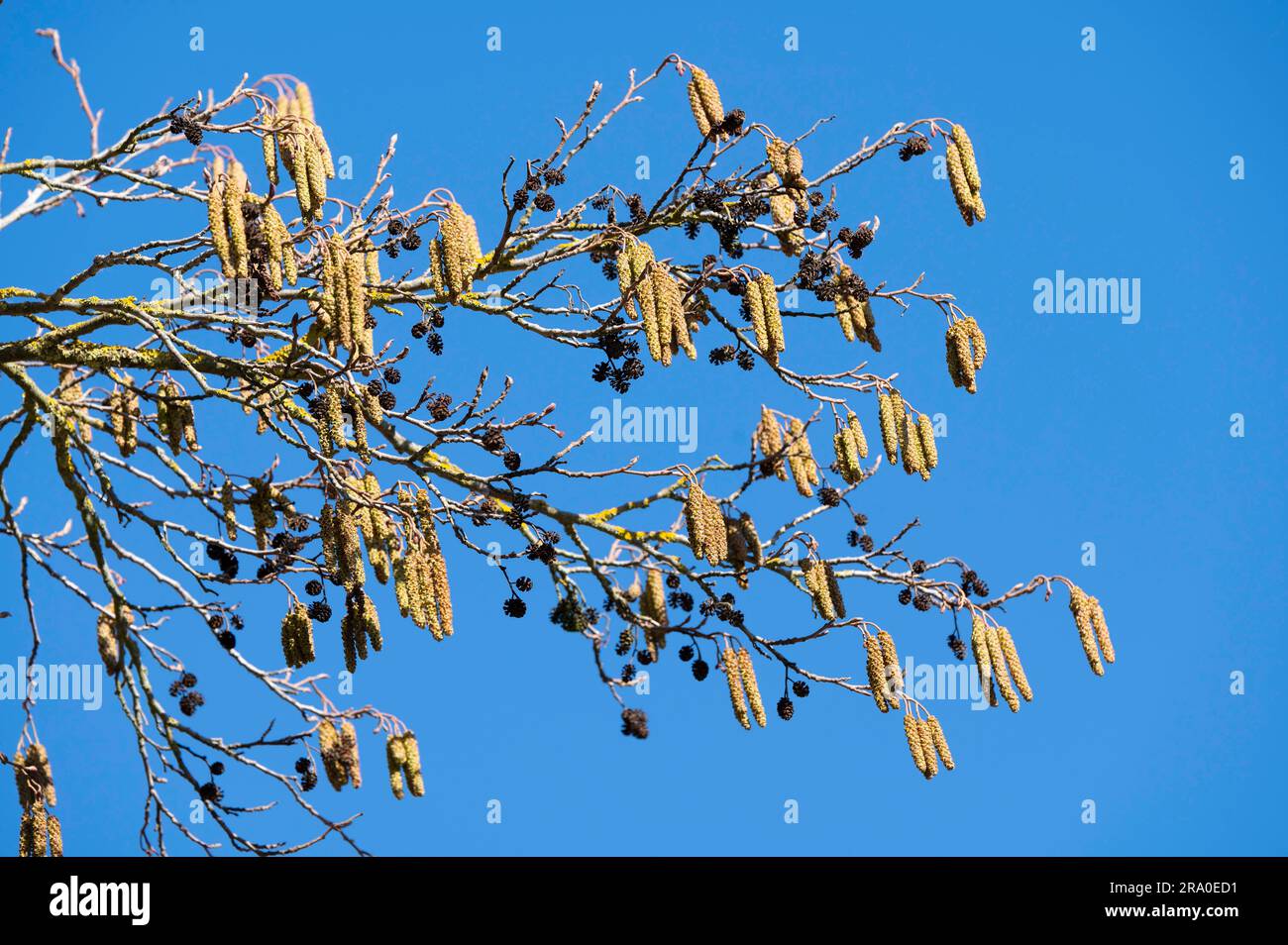 Black Alder Alnus Glutinosa Inflorescence Male Catkins Blue Sky