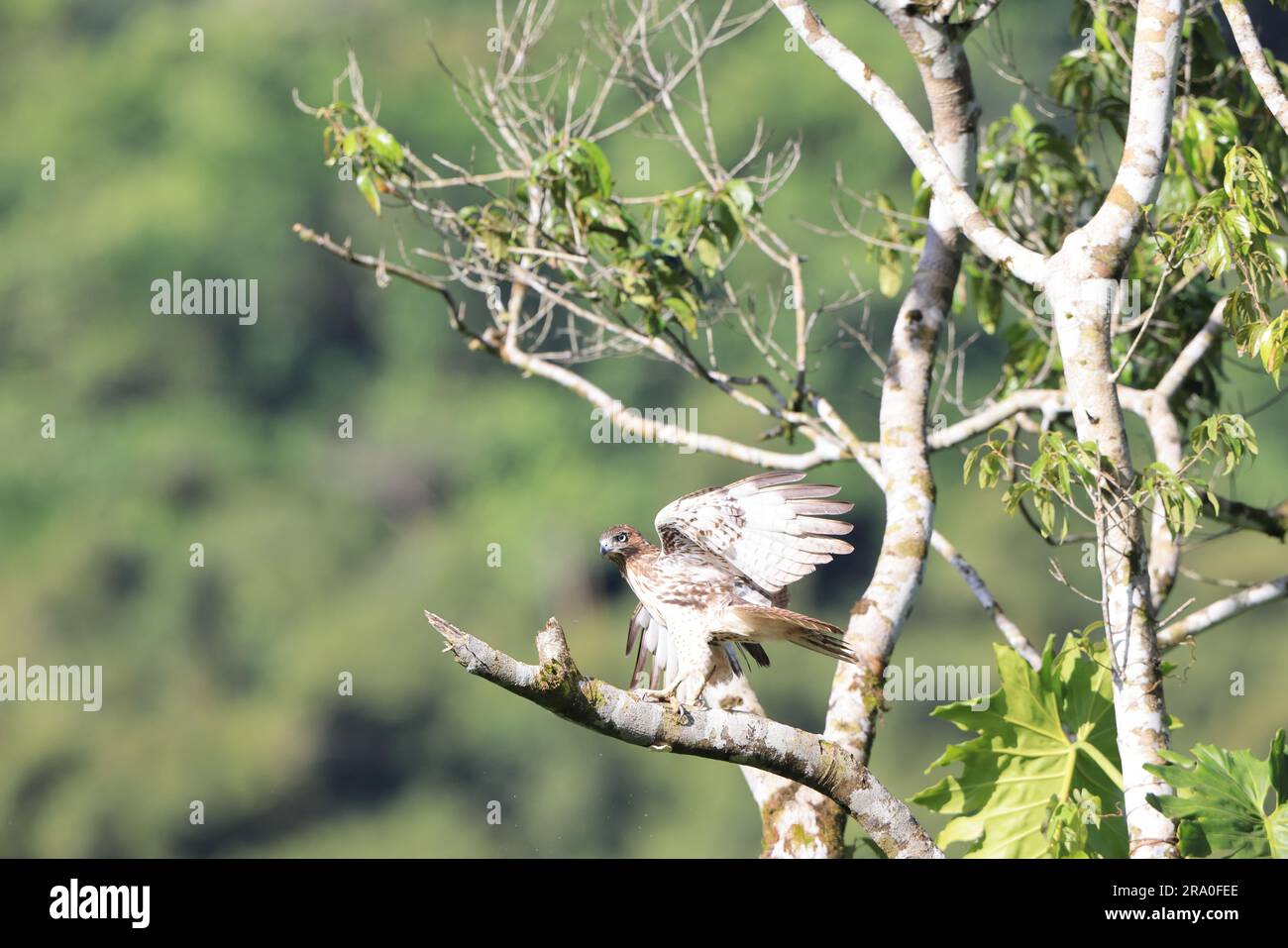 Jamaican redtailed hawk (Buteo jamaicensis jamaicensis) in Jamaica