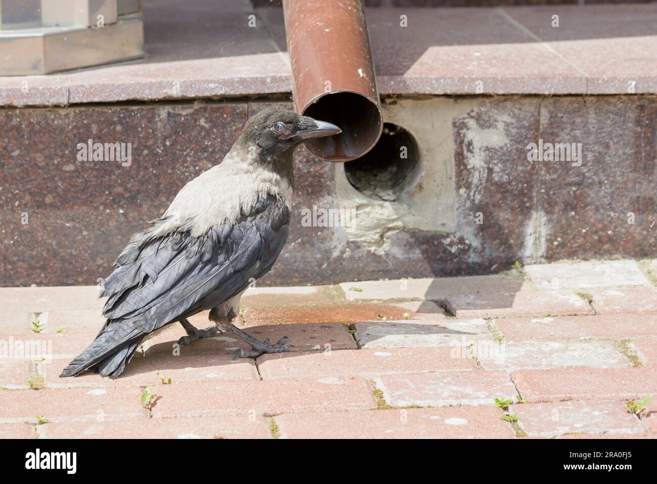 A Hooded Crow is drinking few water from a flow tube to refresh itself during the warm and arid summer Stock Photo