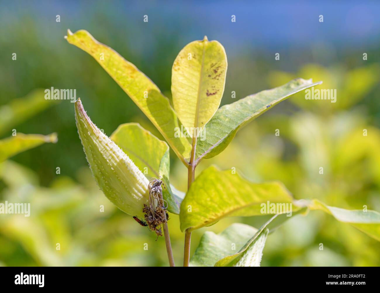 A firebug is hiding under an fruit, also called milkweed or silkweed ...