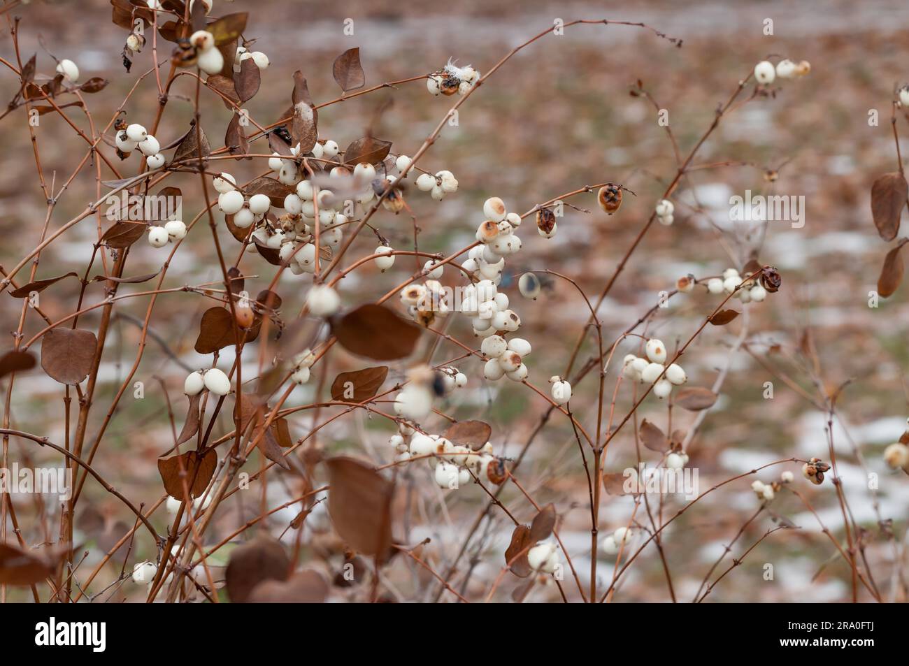 Symphoricarpos white hedge hi-res stock photography and images - Alamy