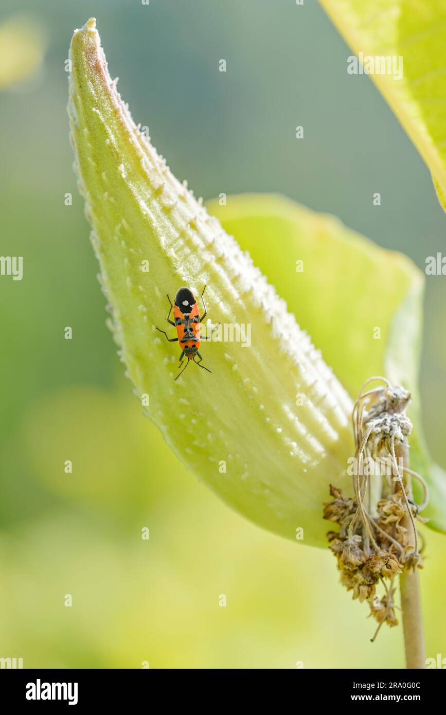 Black and red Firebug (Pyrrhocoris apterus) or on a Fruit of Asclepias ...