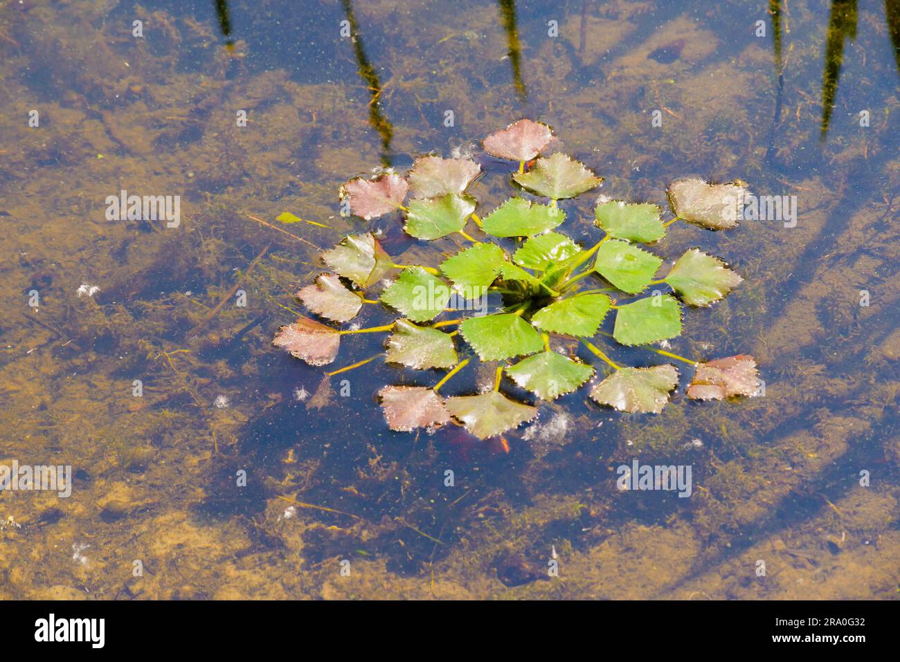 also called Water chestnut or Water caltrop (Trapa Natans) floating in the Dnieper river in Kiev Stock Photo