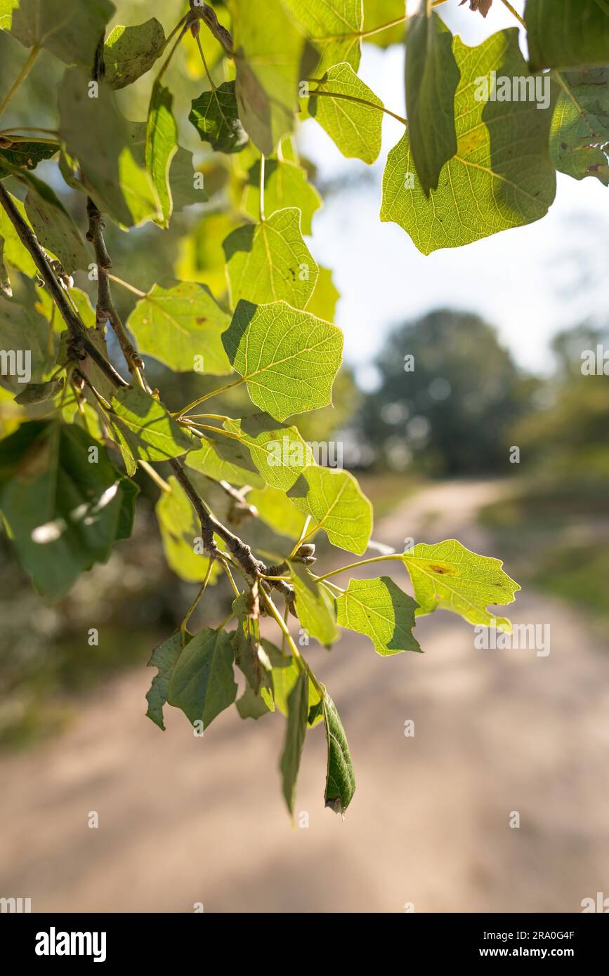 Backlit Popuplus Alba green transparent leaves, also called Poplar. The