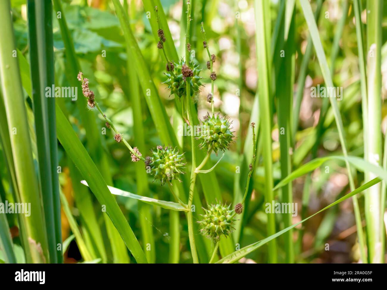 Detail of a (Sparganium erectum) growing in the middle of Typha Latifolia reeds in the lake under the summer sun Stock Photo