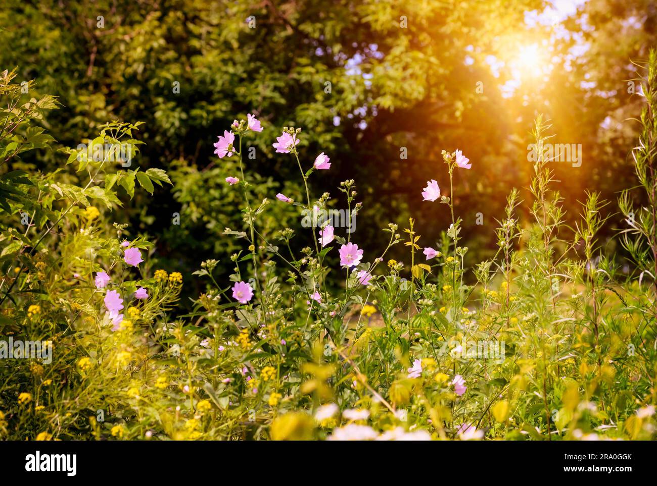 Pink wild flowers hi-res stock photography and images - Alamy