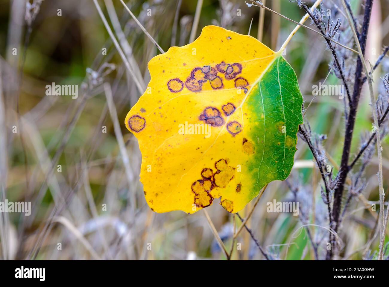 Yellow and green poplar leaves in autumn Stock Photo