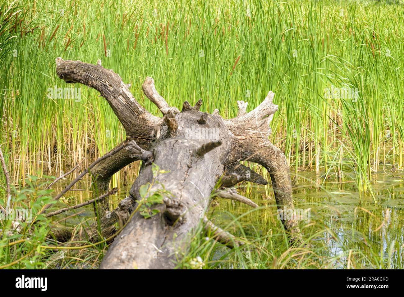 An uprooted tree detail in the river with (Typha Latifolia) reeds in the background Stock Photo