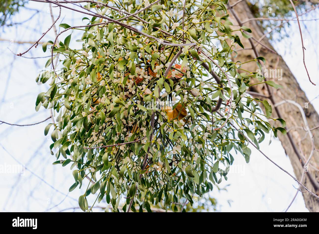 or mistletoe is a hemiparasite (Viscum album) on several species of trees, it has a significant role in European mythology, legends, and customs Stock Photo