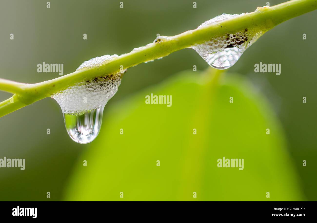 Cuckoo Spit, foam from plant sap caused by a froghopper or Spittle bug. Water drop Stock Photo