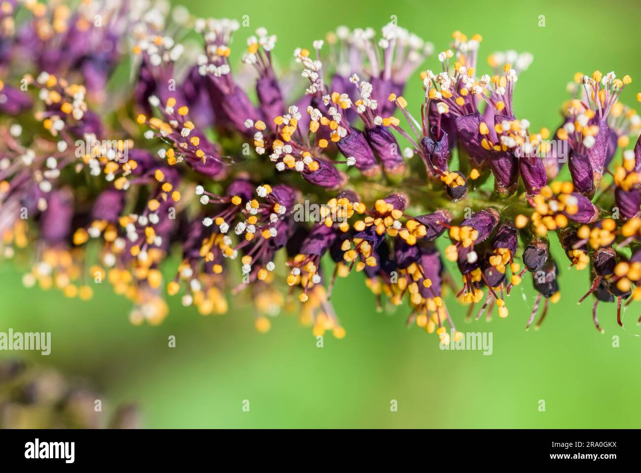 Macro photo of pink acacia buds with white and orange stamens full of pollen and new pink