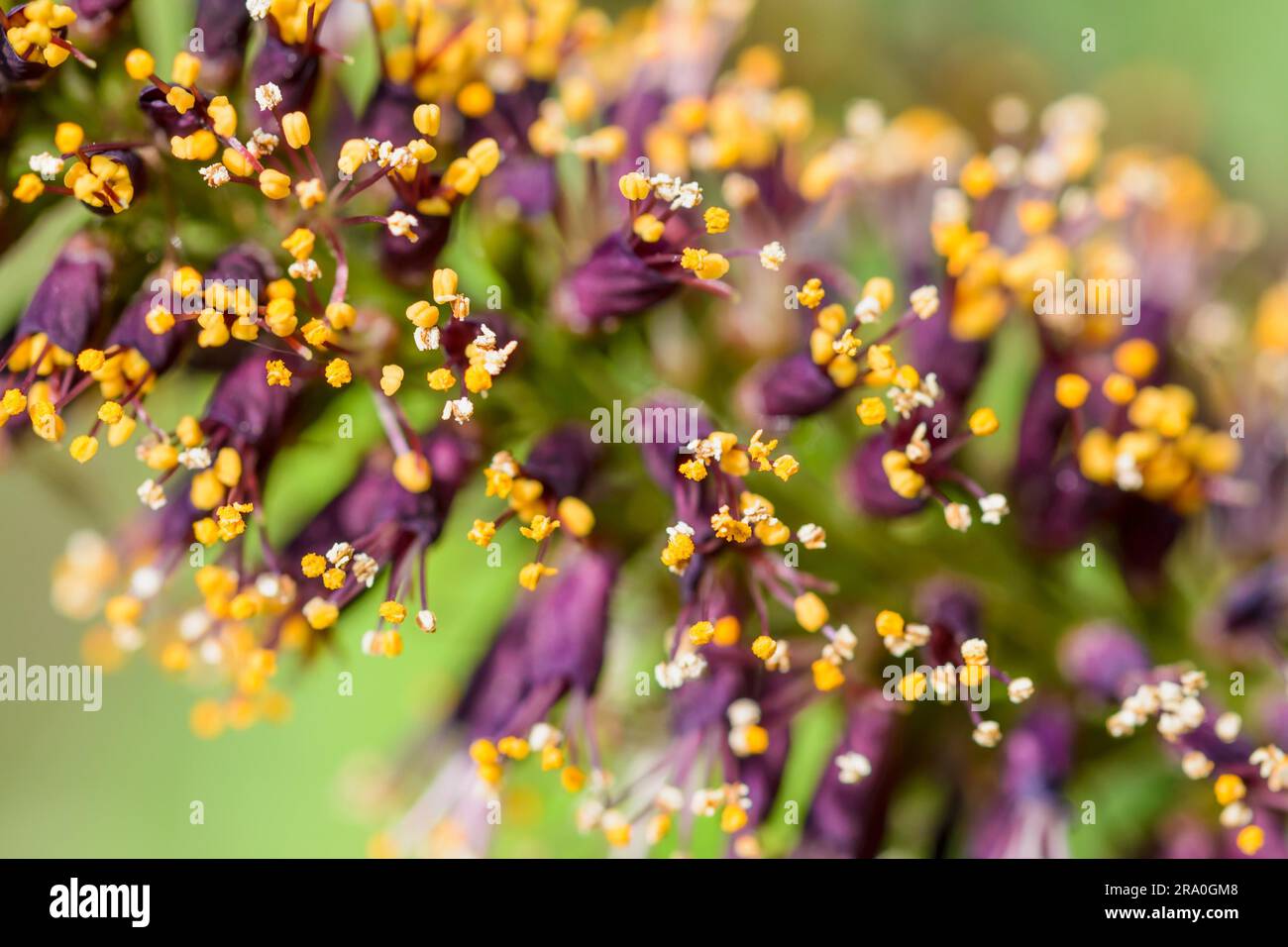 Macro photo of pink acacia buds with white and orange stamens full of