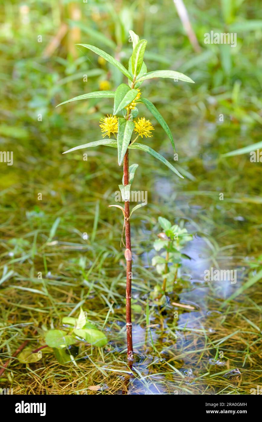 A yellow (Lysimachia) thyrsiflora flower in a pond under the trees Stock Photo