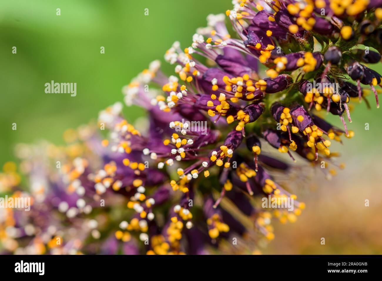 Macro photo of pink acacia buds with white and orange stamens full of pollen and new pink