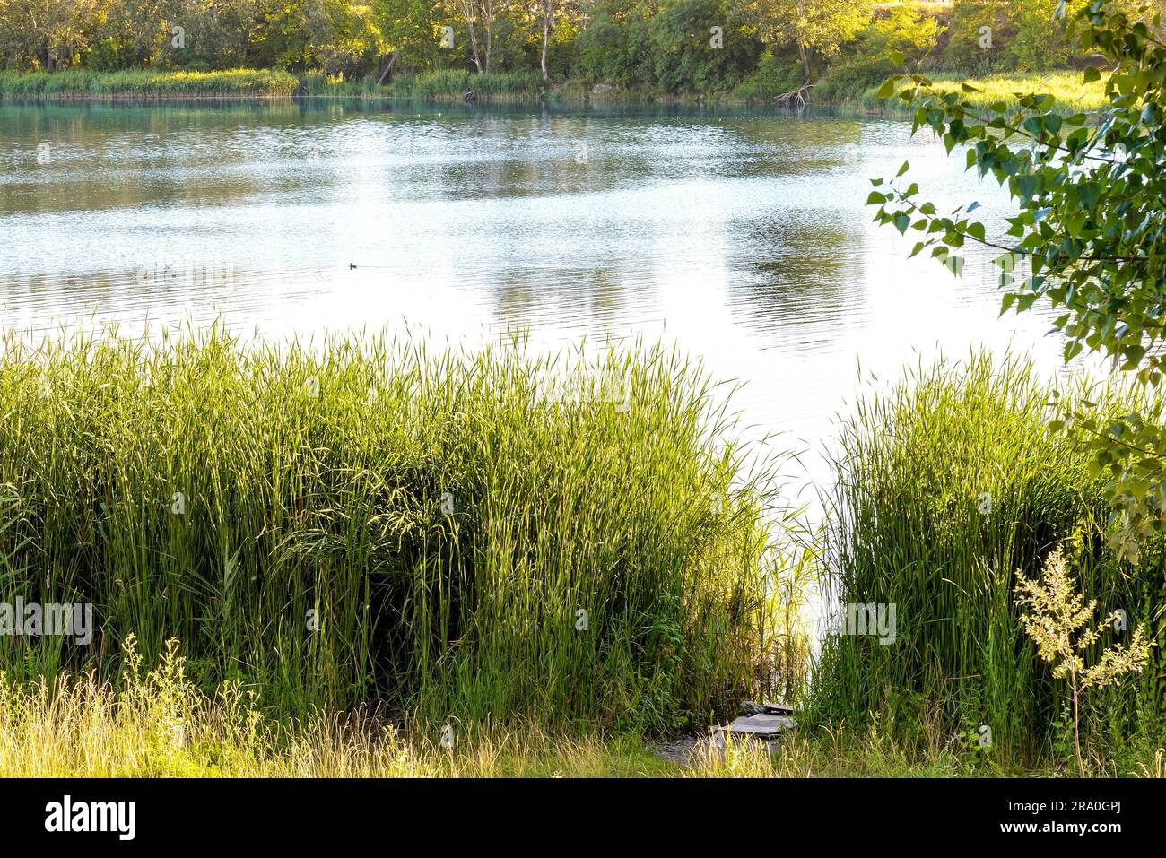Green reeds are growing close to the lake in summer. The evening light ...