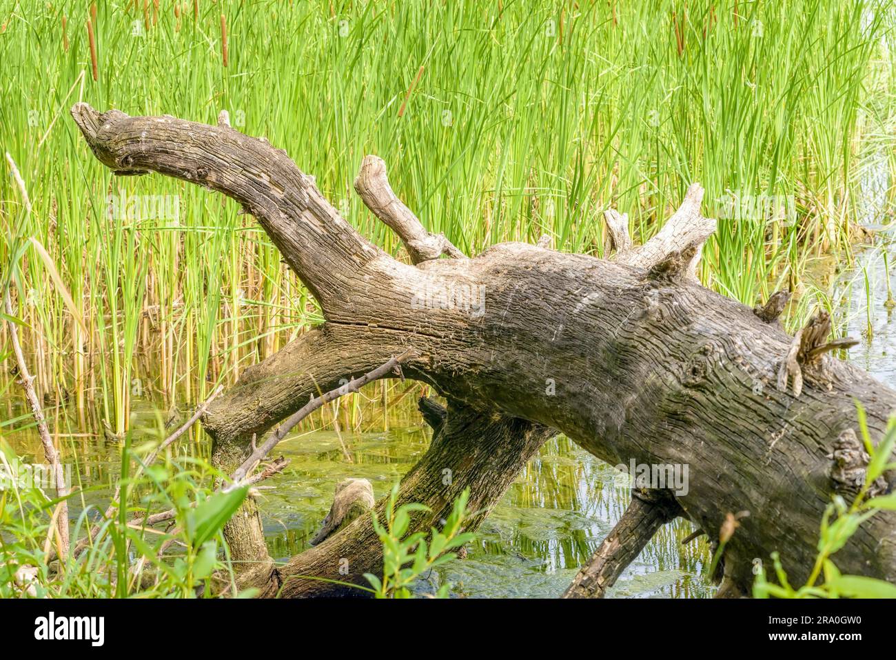 An uprooted tree detail in the river with (Typha Latifolia) reeds in the background Stock Photo