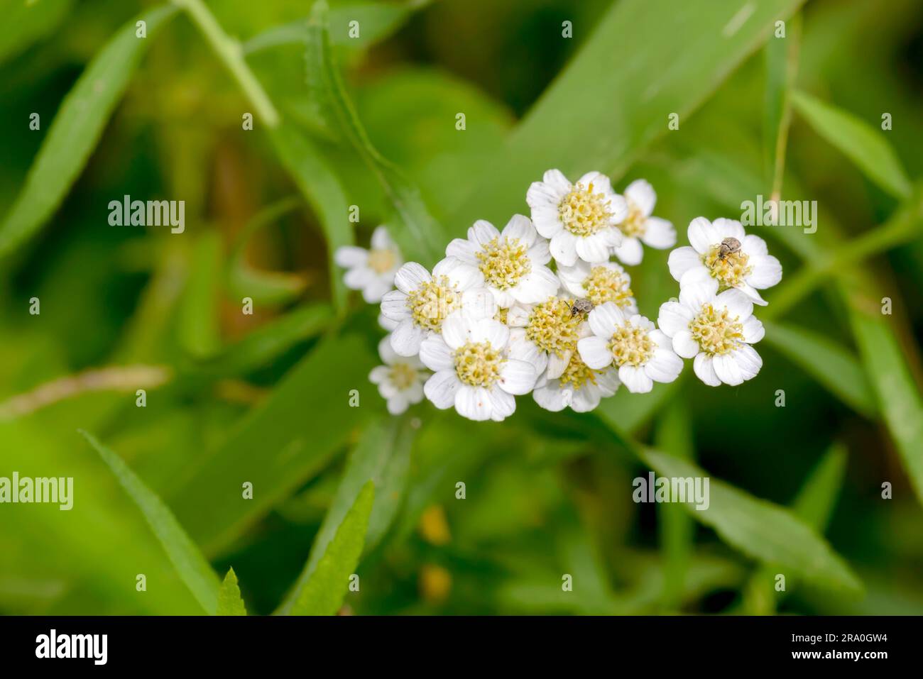 Macro photo of a white Yarrow (Achillea) flower with little beetles