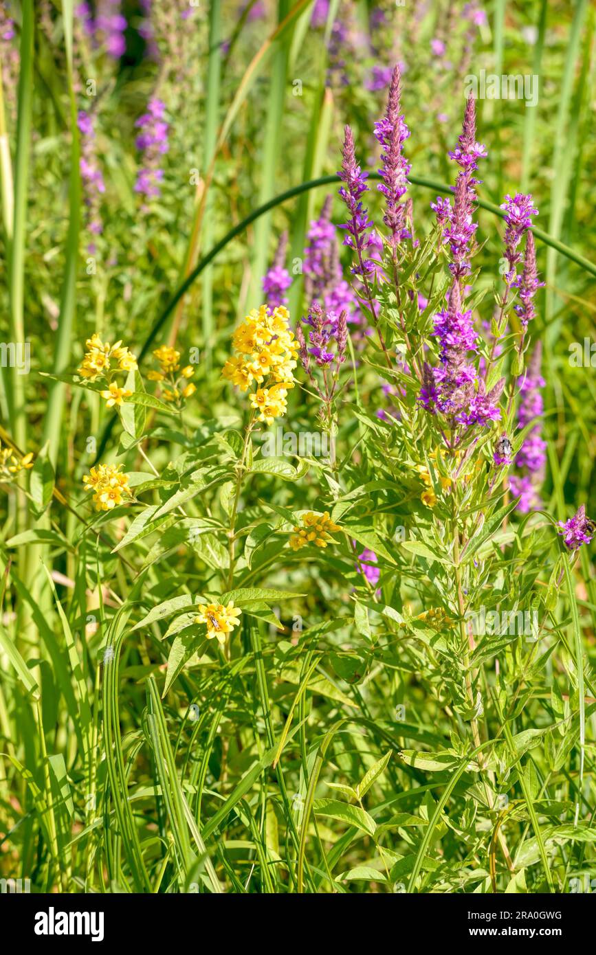 A yellow (Lysimachia Vulgaris) grows close to a pink Lythrum Salicaria in a meadow close to the river under the warm summer sun Stock Photo