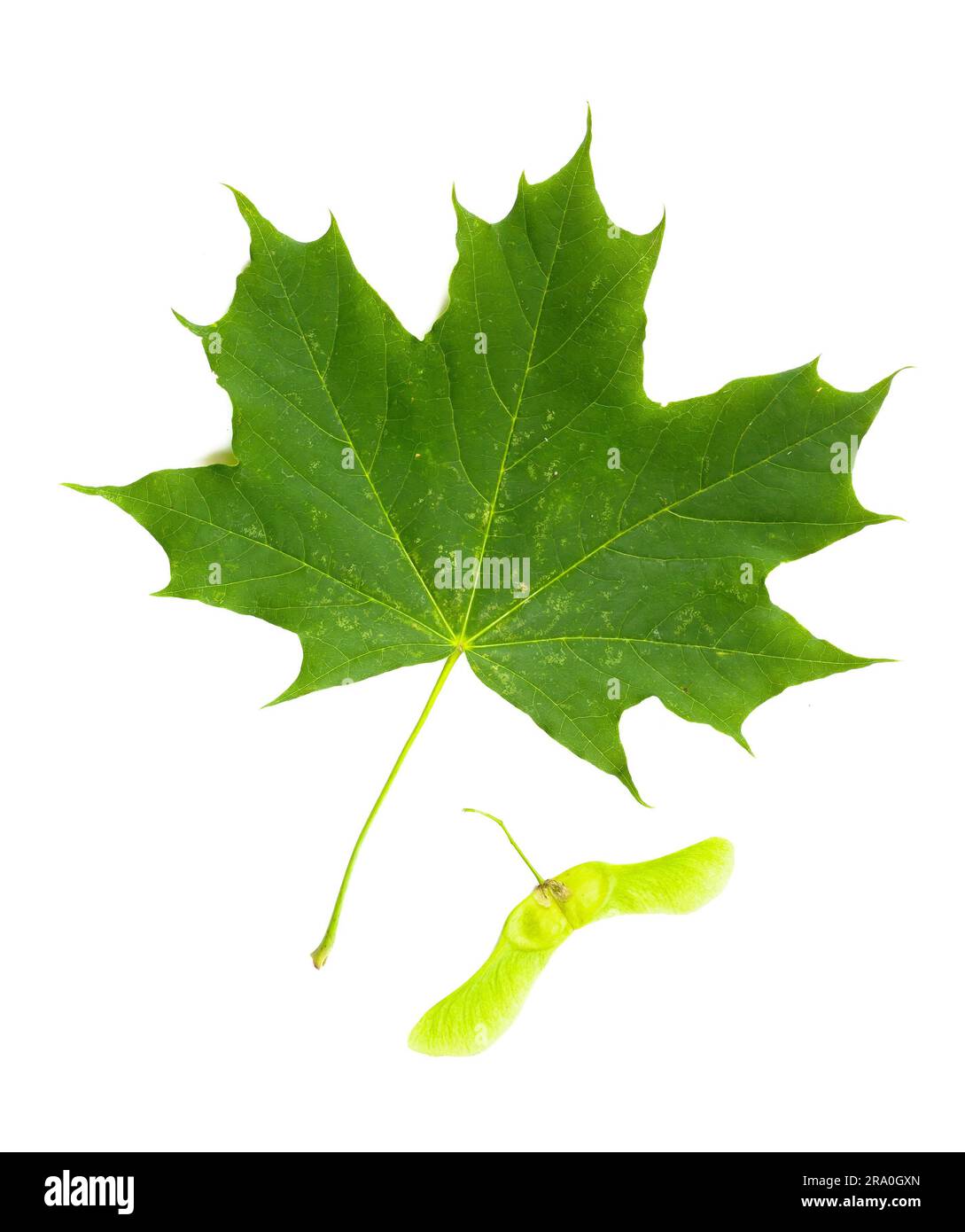 Green Maple tree (Acer Platanoides) leaf with Fruit (Samara), on white background Stock Photo