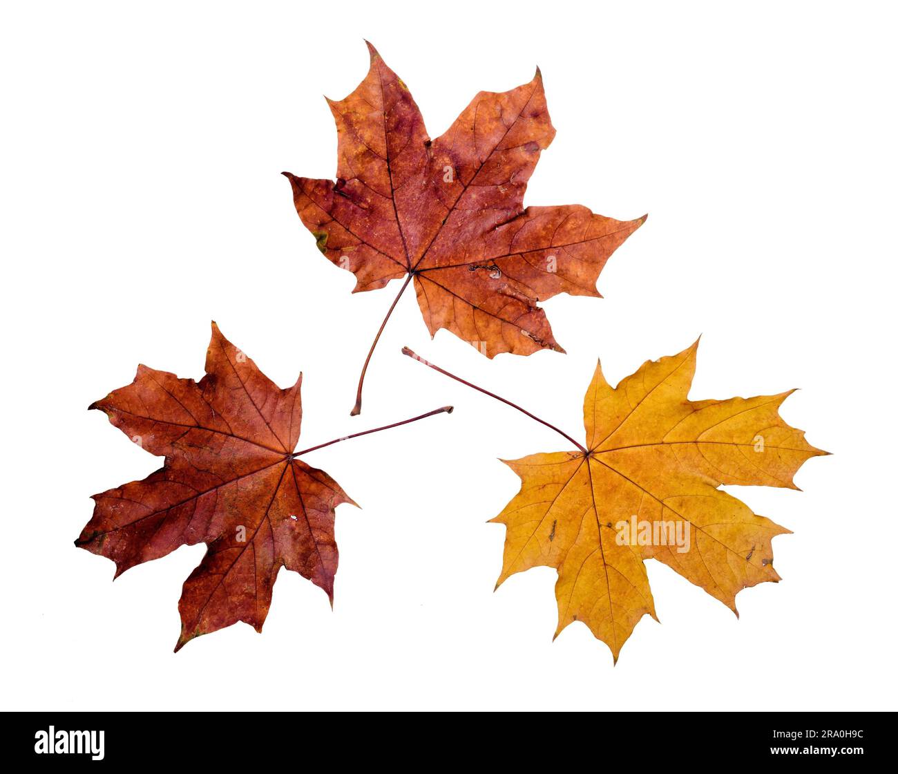 Maple Tree Leaves With Autumn Colors Isolated On White Background