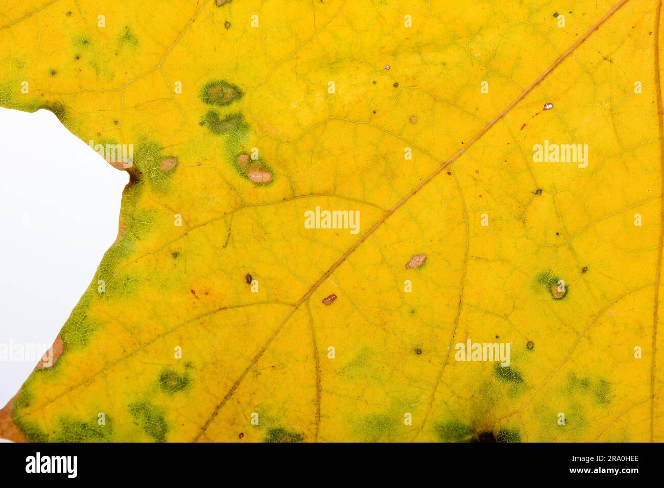 Golden maple leaf tree hi-res stock photography and images - Alamy