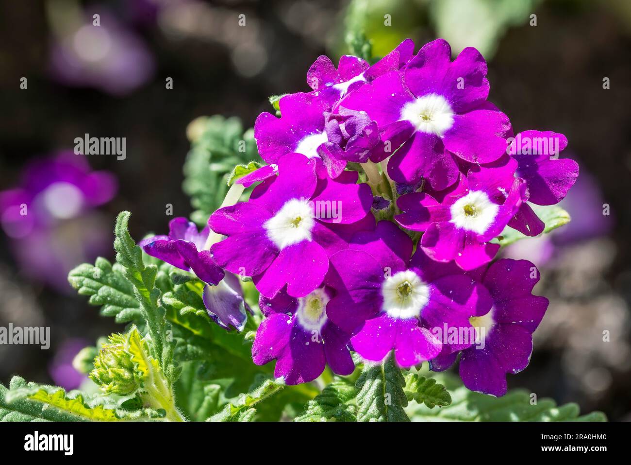Some violet and white Petunia under the spring sun Stock Photo