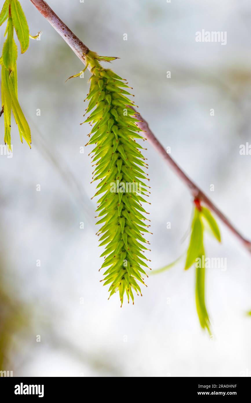 Macro of female willow flower on a tree branch in spring Stock Photo