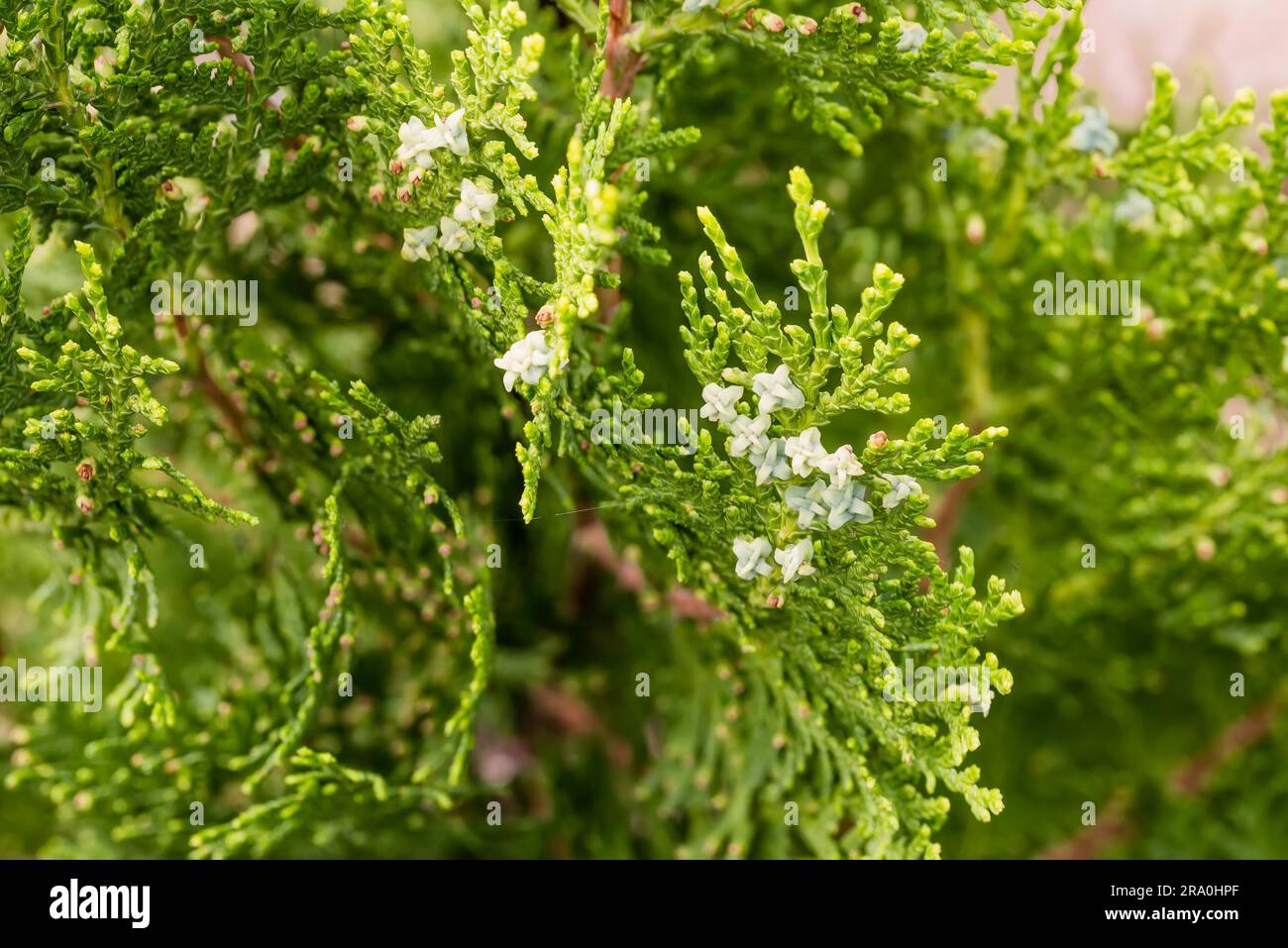 Detail of (thuja) branches with fruits and flowers Stock Photo