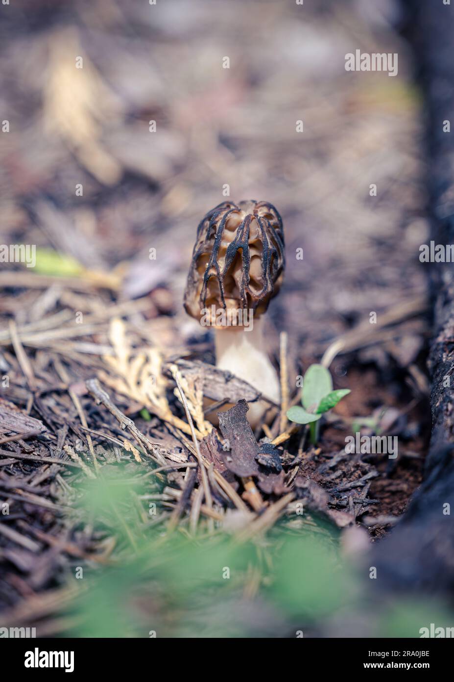 Close up of a Morel mushroom, Morchella elata. Found in the Sierra Nevada mountains in El Dorado County, California Stock Photo