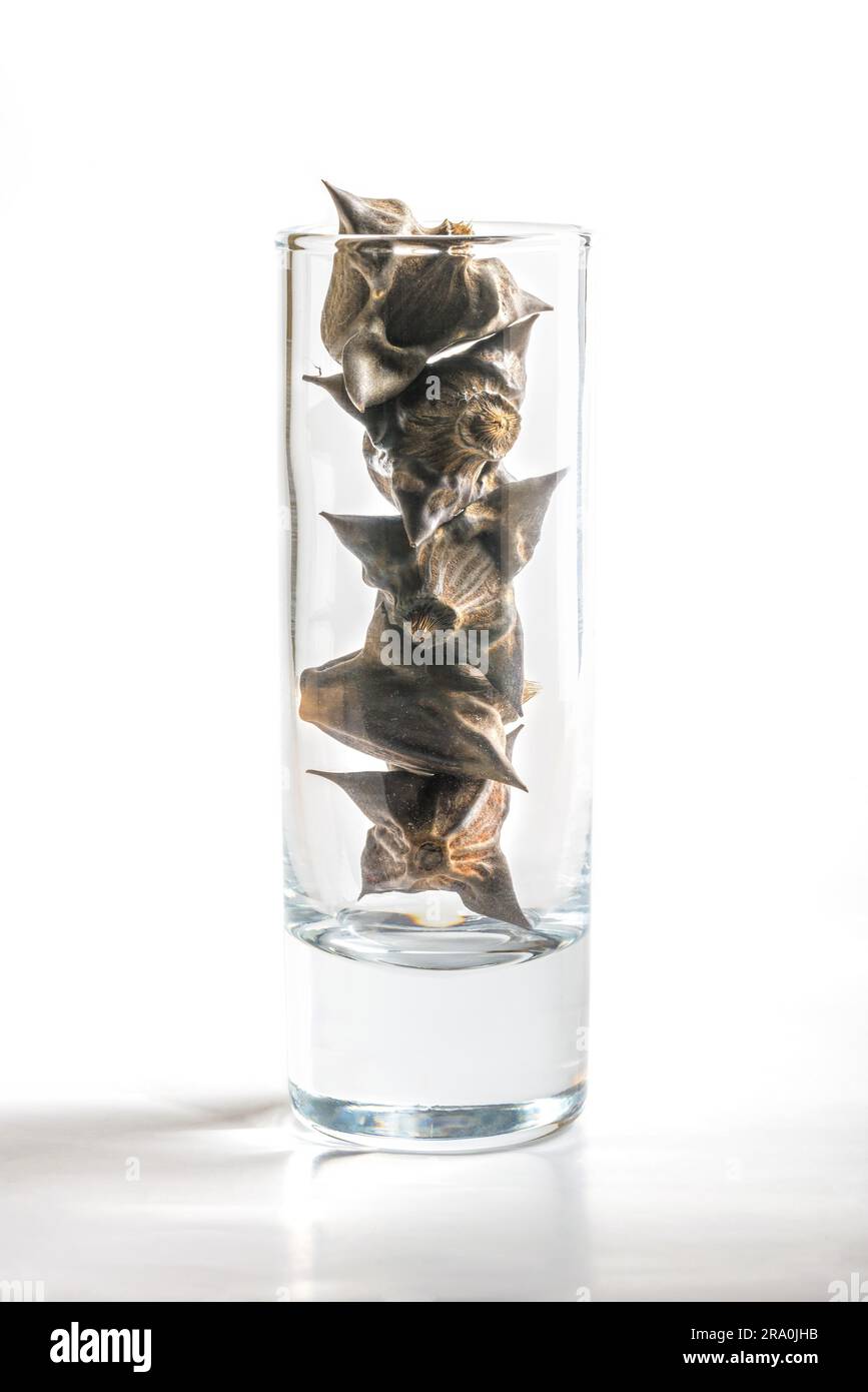 Water chestnuts (trapa natans), in a vodka glass, isolated on a white background Stock Photo