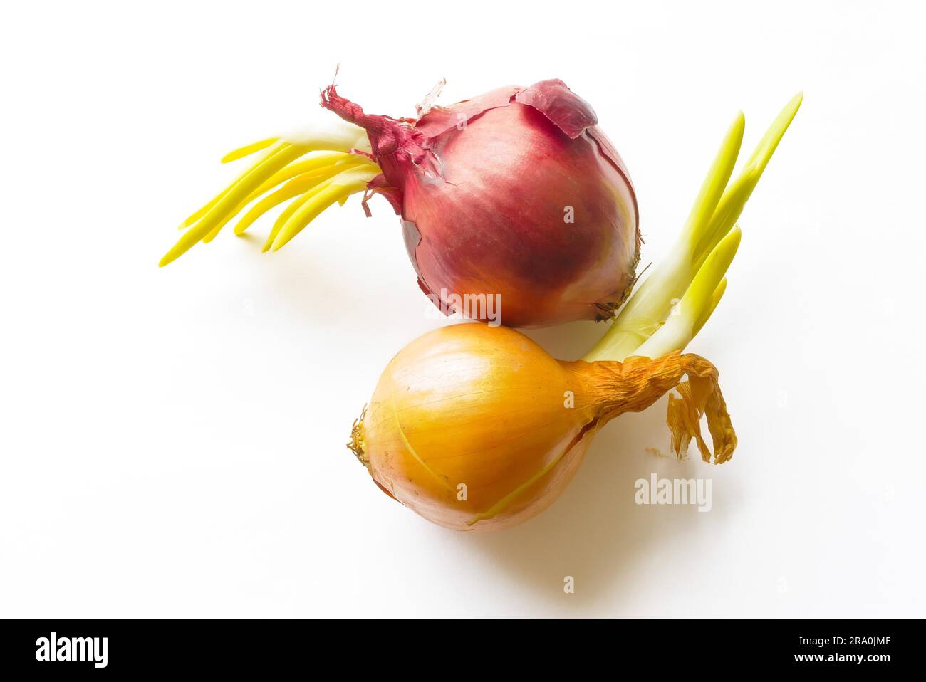 A red and a yellow onion with green sprout Stock Photo