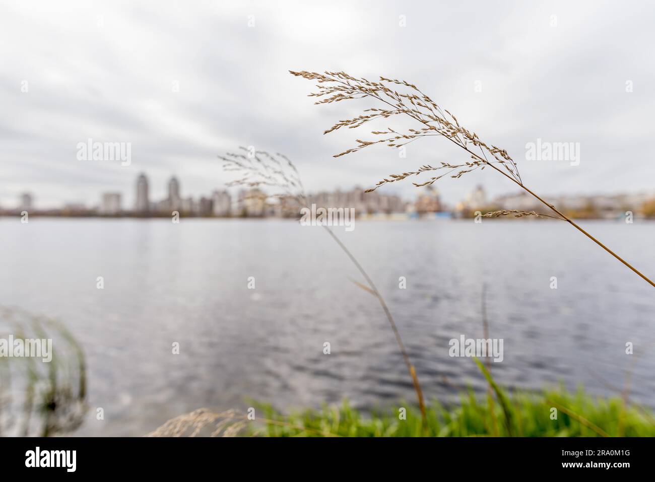 (Gramineae) herbs moved by the wind close to the Dnieper river under the cold winter sun Stock Photo