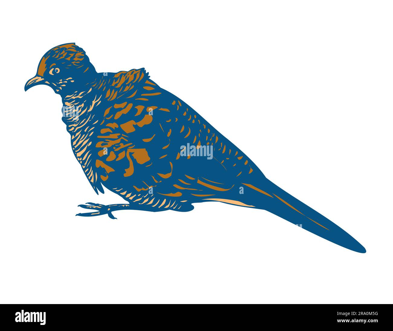 WPA poster art of a zebra dove, Geopelia striata, barred ground dove or barred dove on isolated white background done in works project administration Stock Photo
