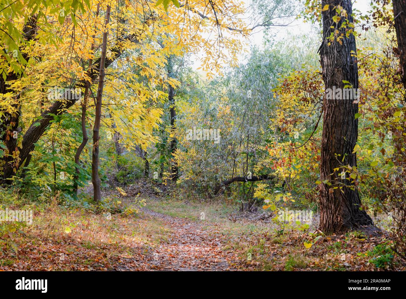 Path Between Tree Track between trees hi-res stock photography and images - Alamy