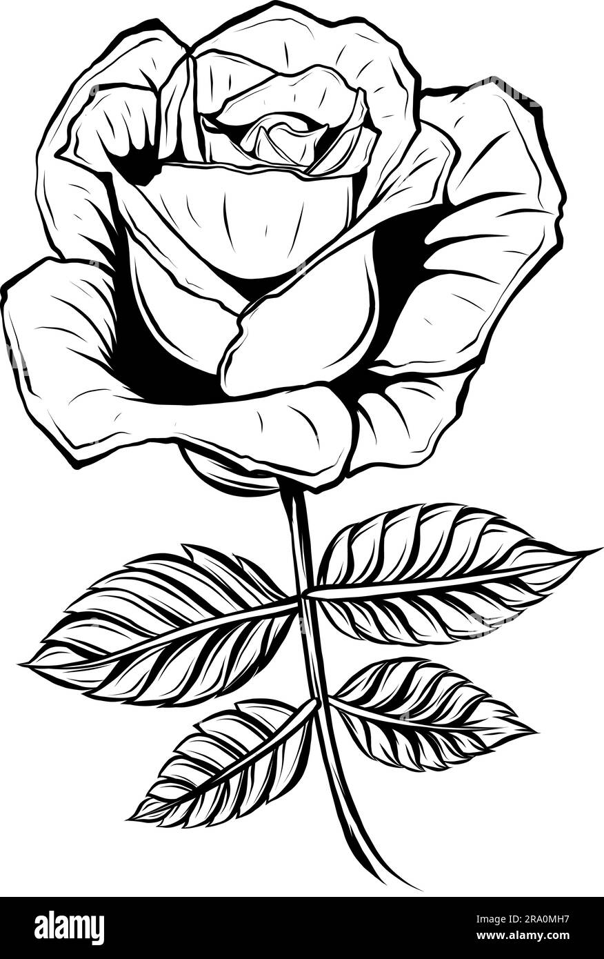 silhouette of black and white rose outline Stock Vector Image & Art - Alamy