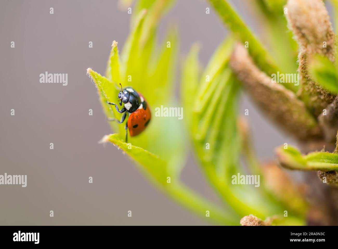 A funny red and black Ladybug on a green leaf in the garden during spring Stock Photo