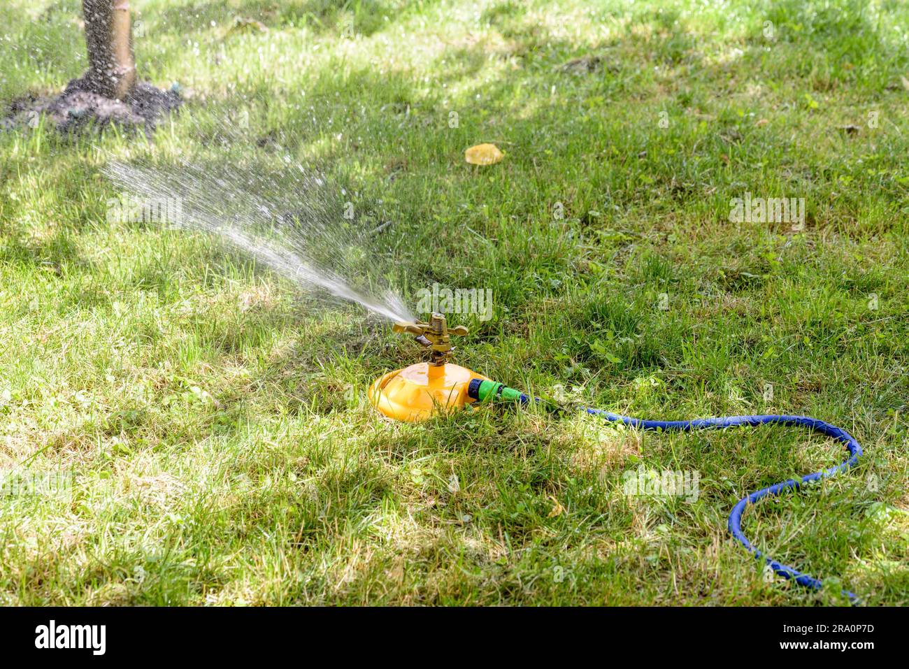 Automatic garden hose with sprinkler spraying fresh water on the lawn