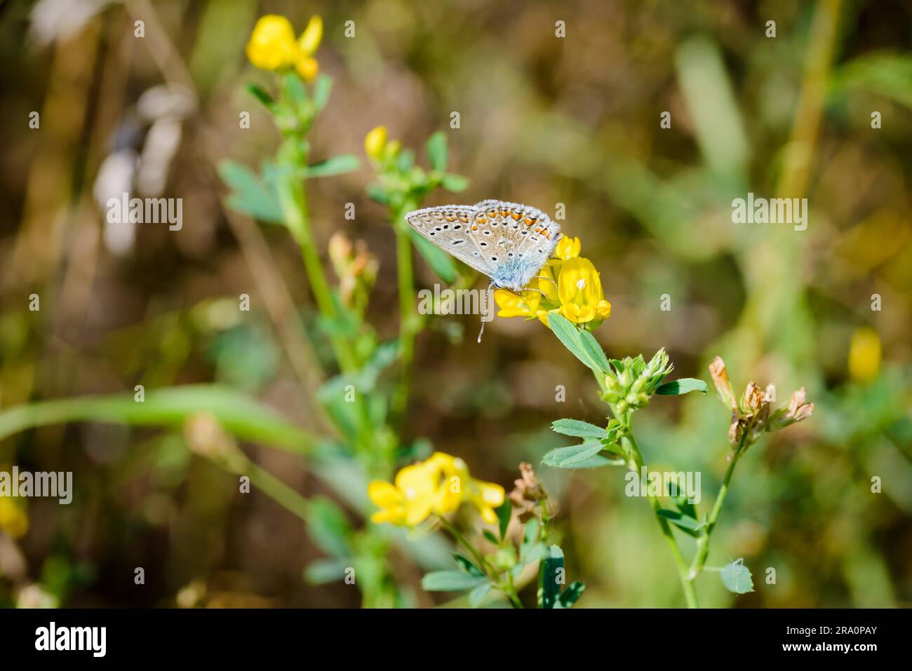 Common blue or (Polyommatus Icarus) butterfly on a yellow flower Stock Photo