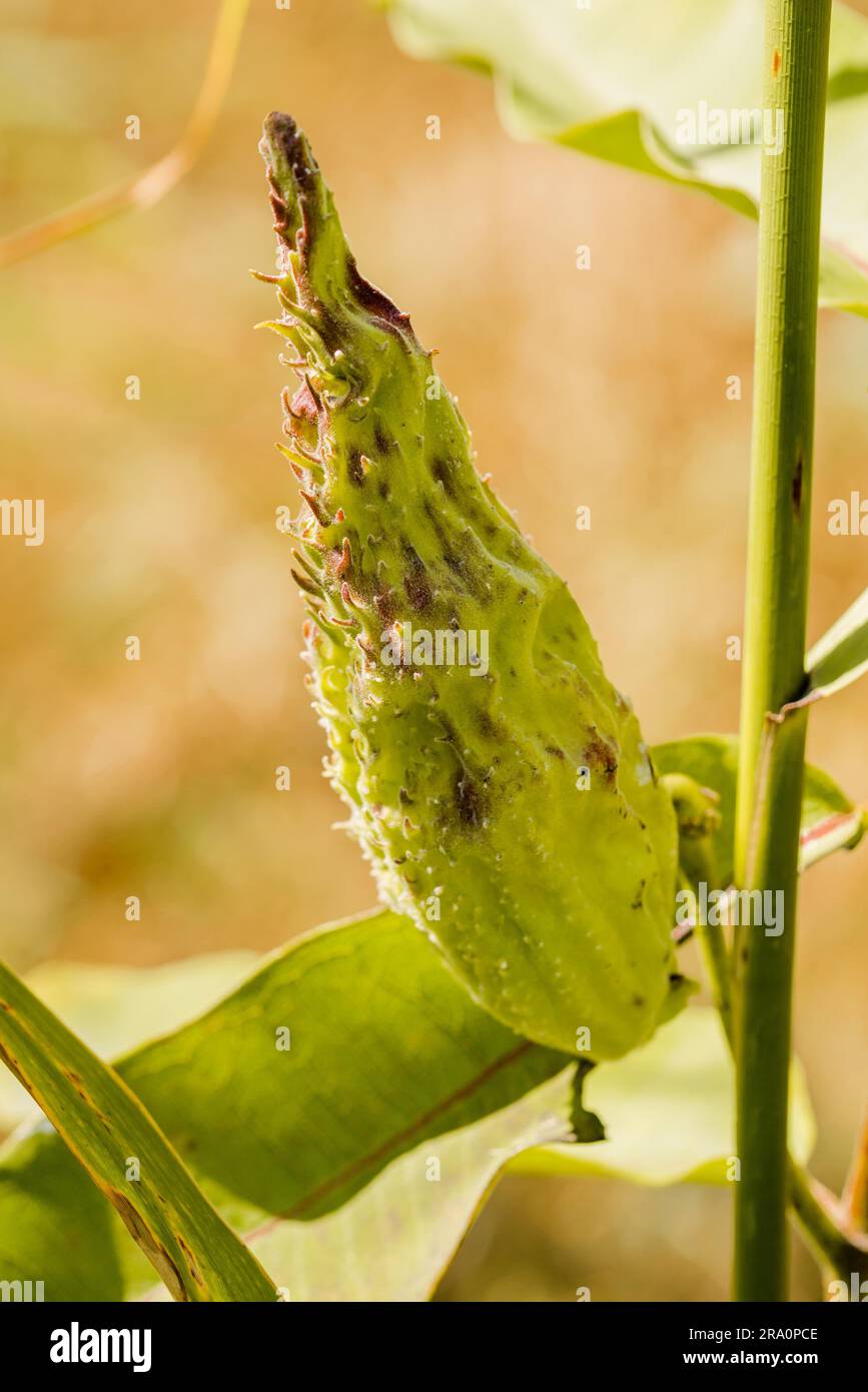 Closeup of the fruit, also called milkweed or silkweed. (Asclepias