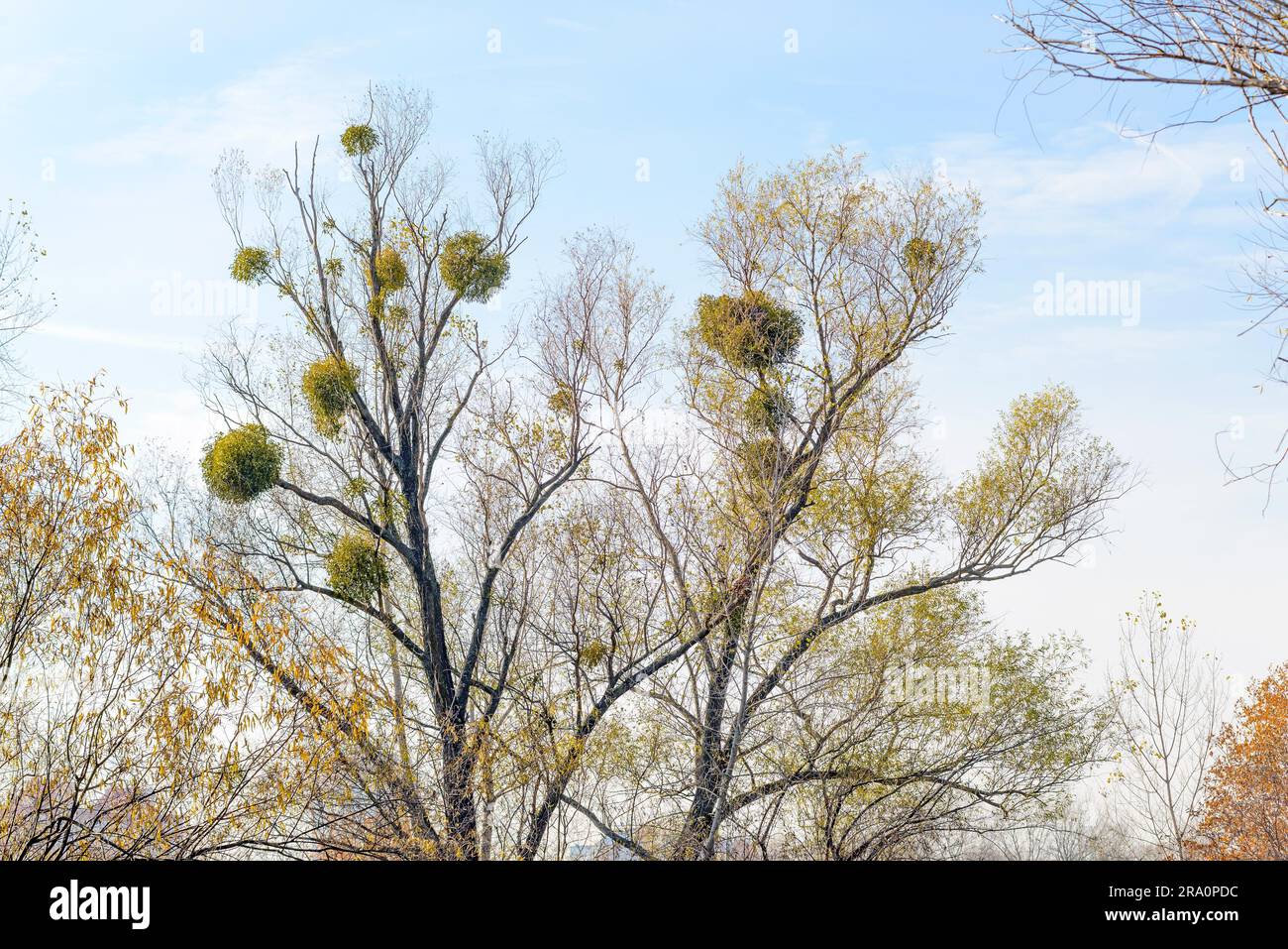 or mistletoe is a hemiparasite (Viscum album) on several species of ...