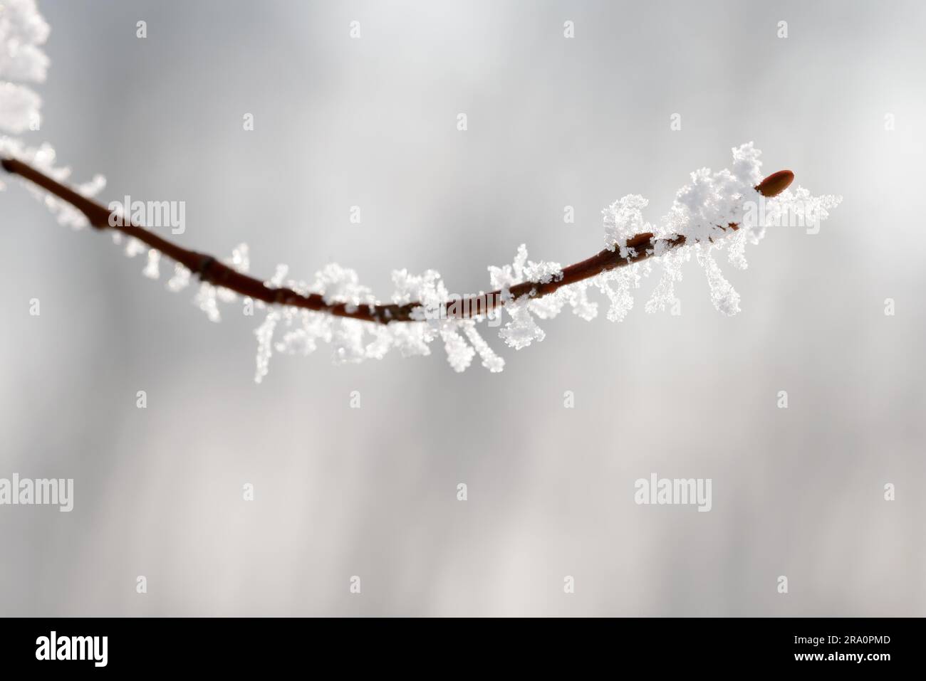 Macro of a twig covered by snow and frost in winter Stock Photo
