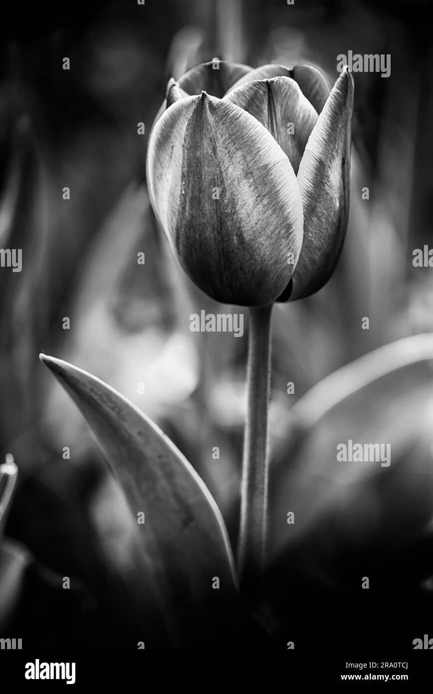 Delicate red hi-res stock photography and images - Alamy