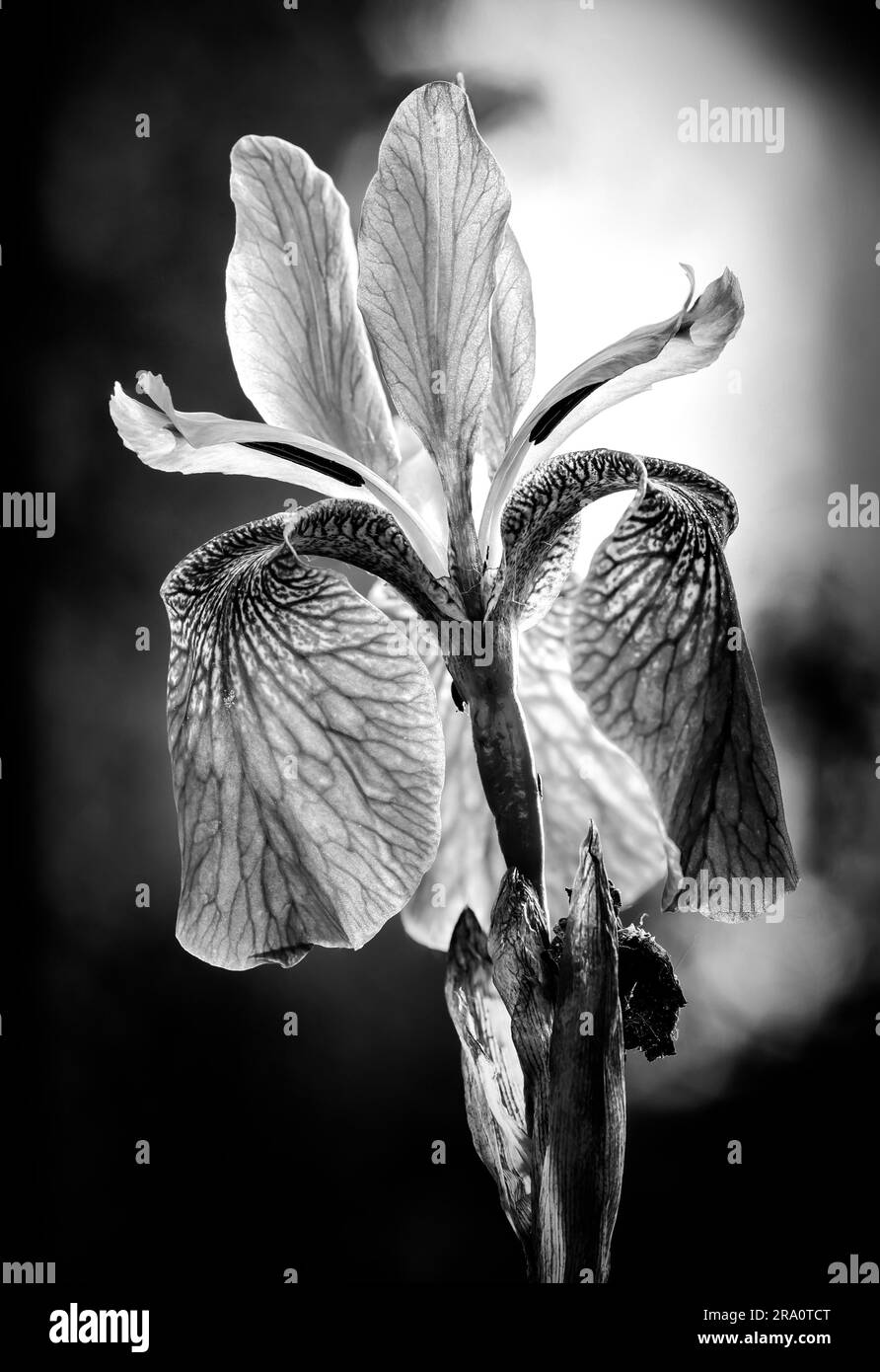 Black and white photo of an, commonly known as Siberian iris (Iris sibirica) or Siberian flag, growing in the meadow close to the Dnieper river in Stock Photo
